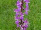 Orchis mascula ssp. speciosa